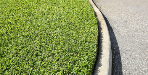 Freshly,cut,,thick,and,healthy,st.,augustine,grass,growing,close